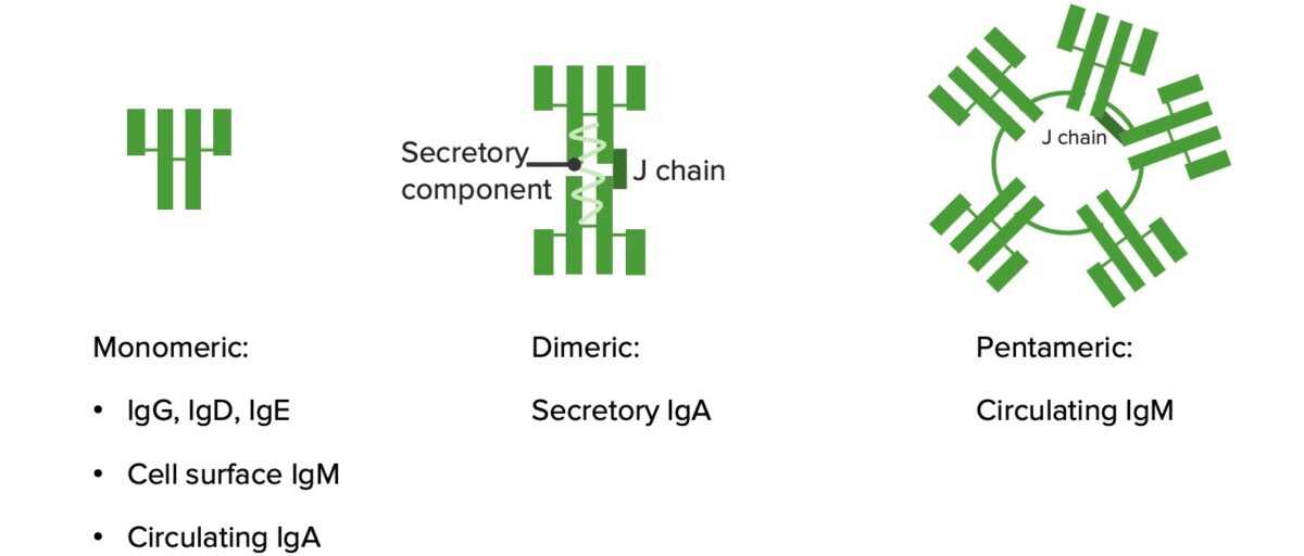 Monomers and polymers