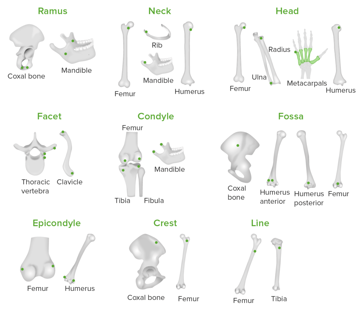 More types of bone markings on different bones in the body