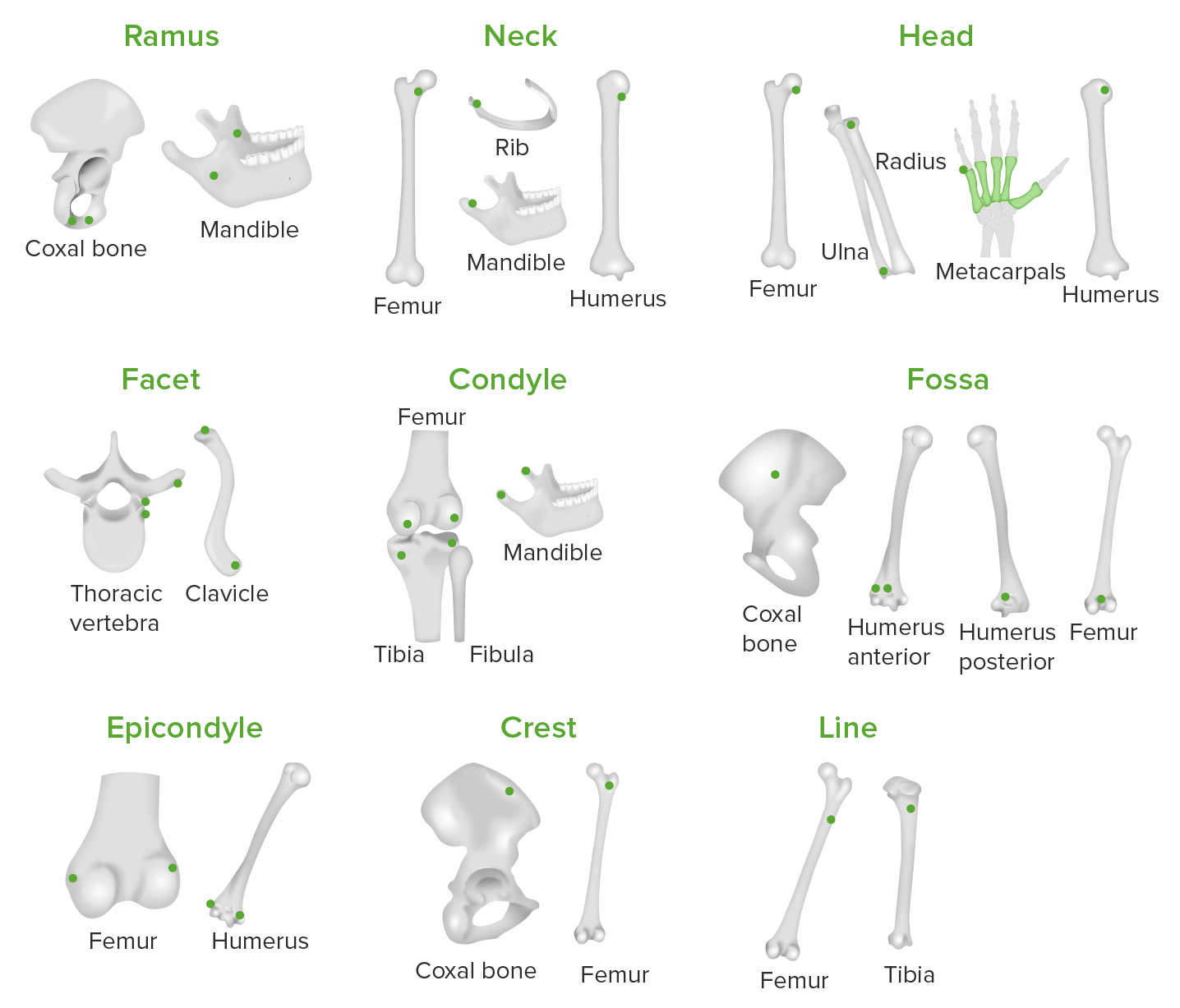 Bones Structure And Types Concise Medical Knowledge 