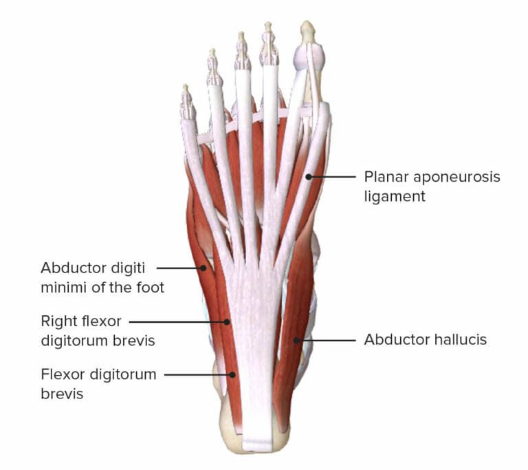 Foot: Anatomy | Concise Medical Knowledge