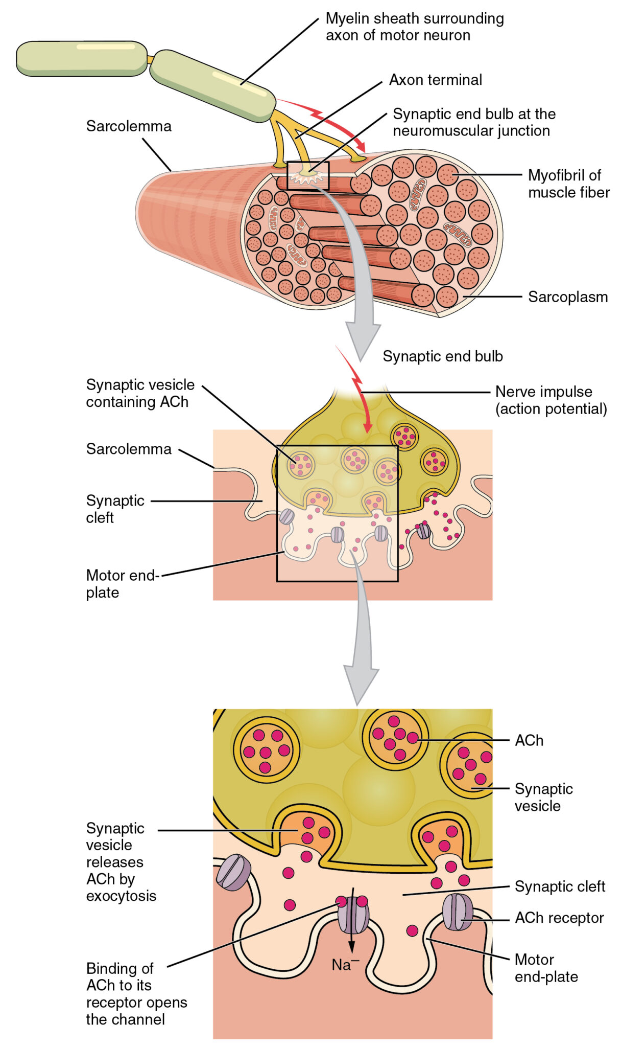 Muscle Contraction Process Molecular Mechanism 3d Animation Skeletal Muscle Contraction | Concise Medical Knowledge