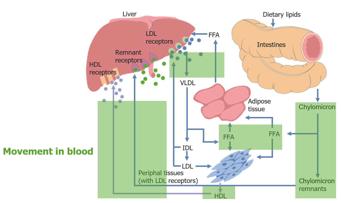 Metabolismo Del Colesterol Concise Medical Knowledge 1337