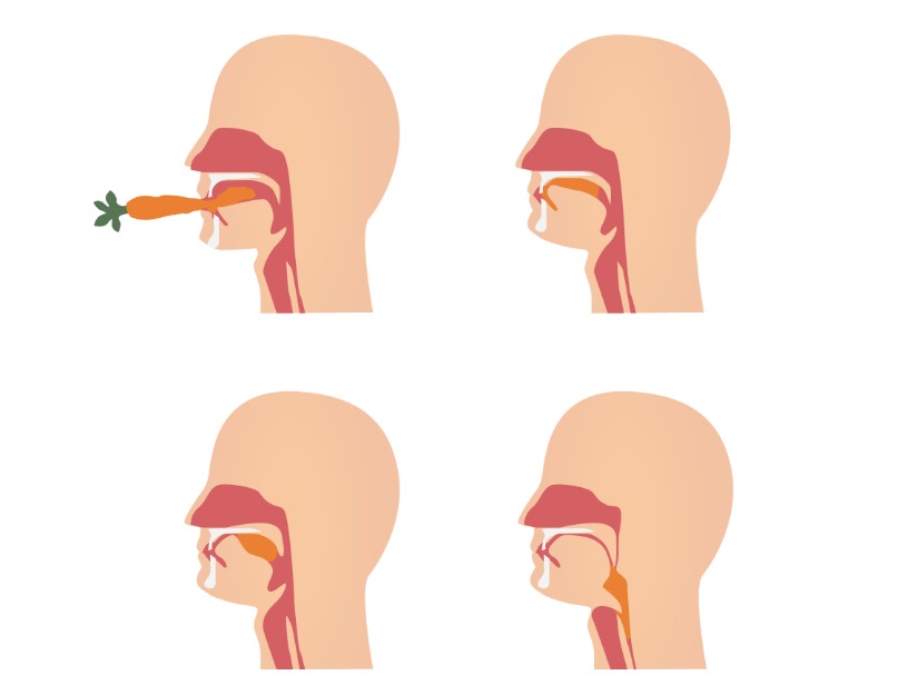 Movement of food through oral and pharyngeal phases