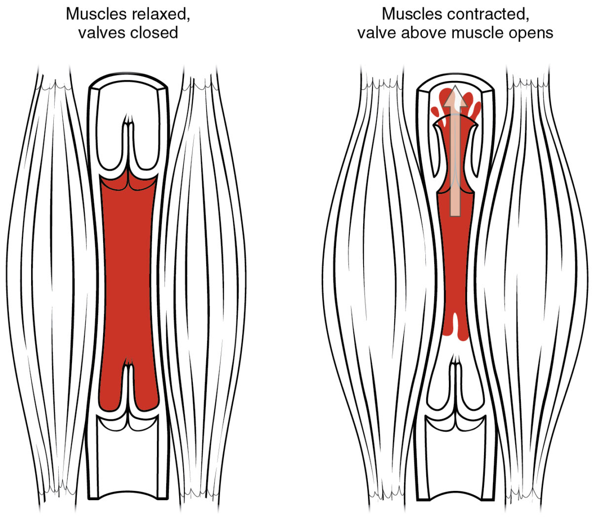 Muscle pump and venous valves