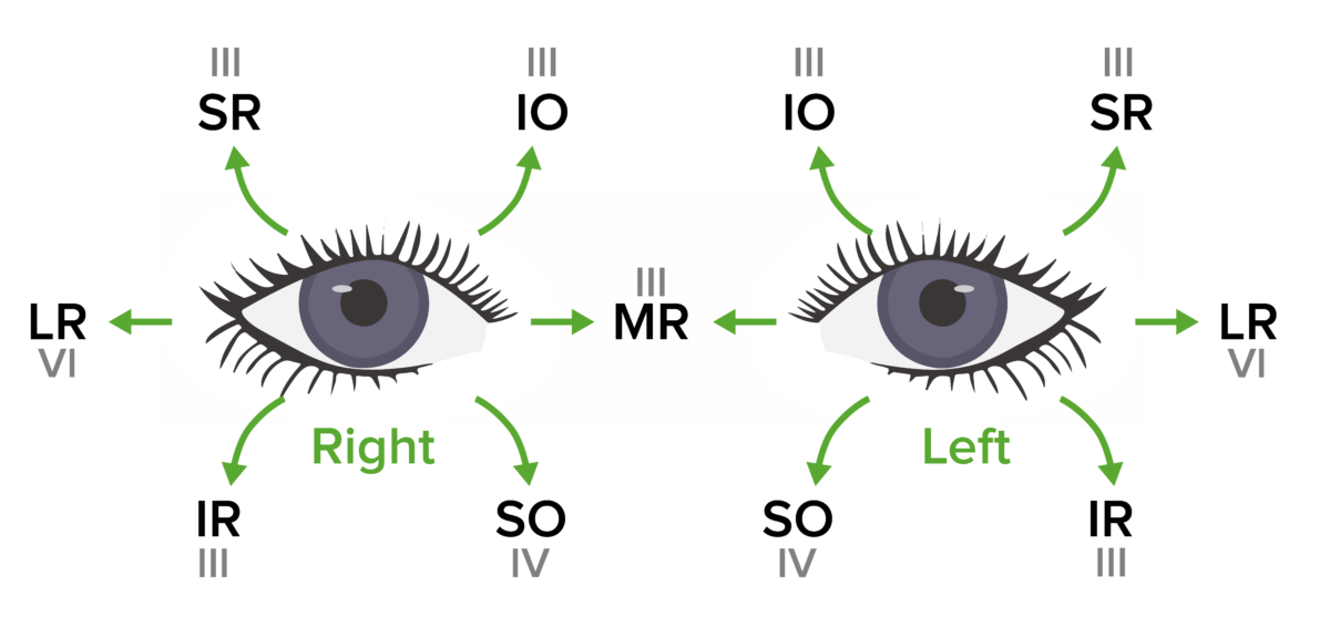 Muscles involved in eye movement