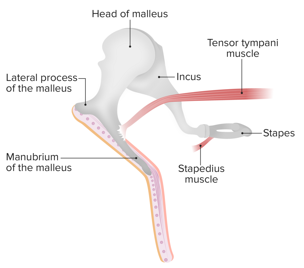Muscles and ossicles of the middle ear