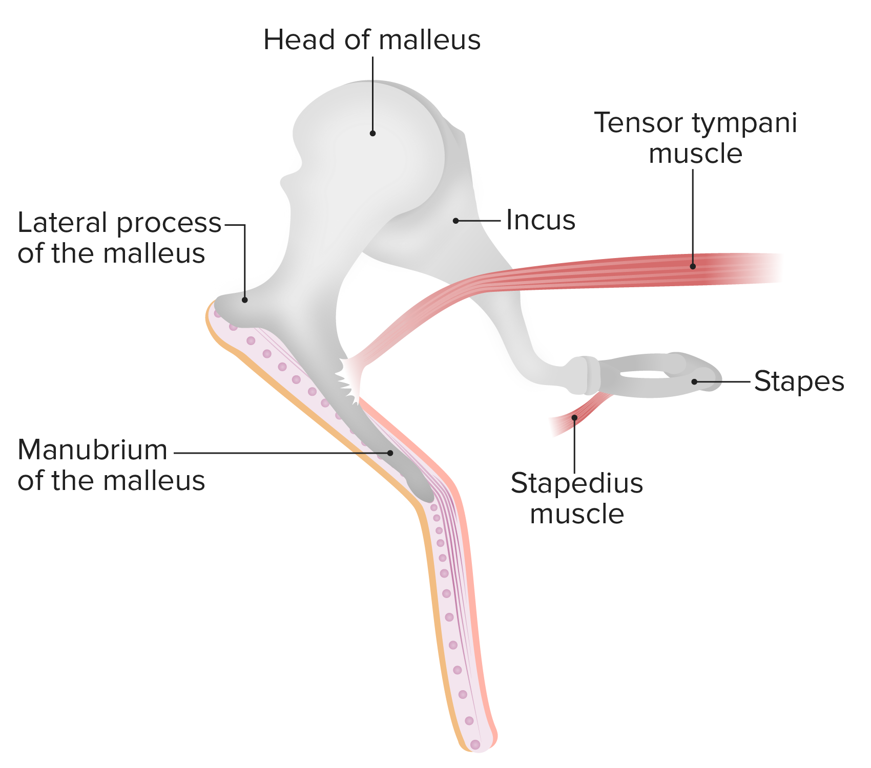 Auditory ossicles - malleus, incus, and stapes Diagram