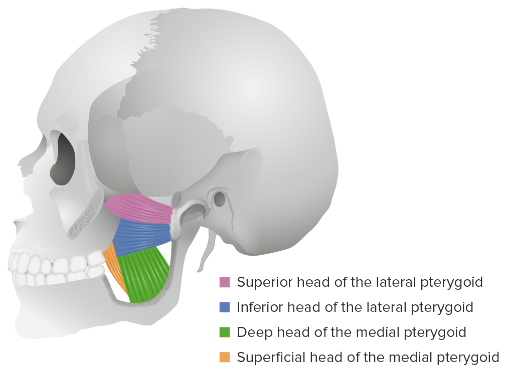 Músculos de la articulación temporomandibular, Sistemas