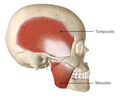 Facial Muscles: Anatomy 