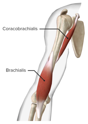 Arm: Anatomy [+video] - Lecturio Medical