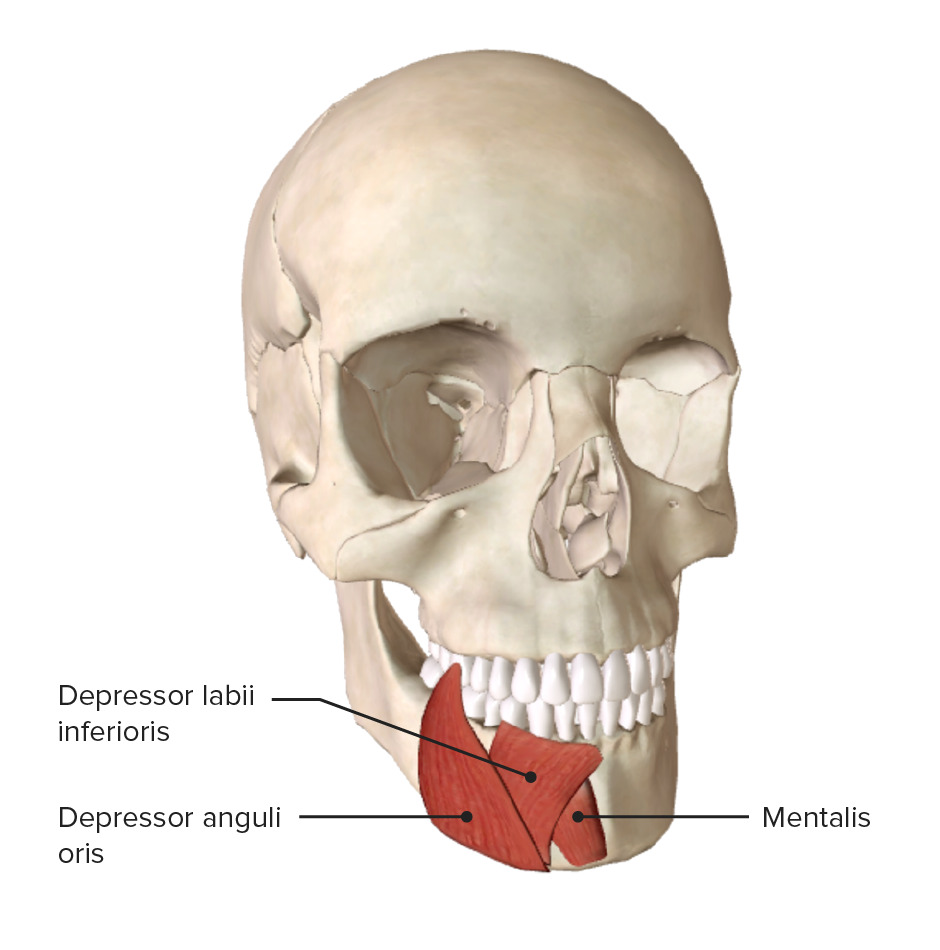 Músculos da boca (grupo inferior)