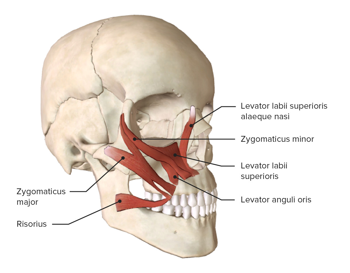 Muscles of the mouth (upper group)