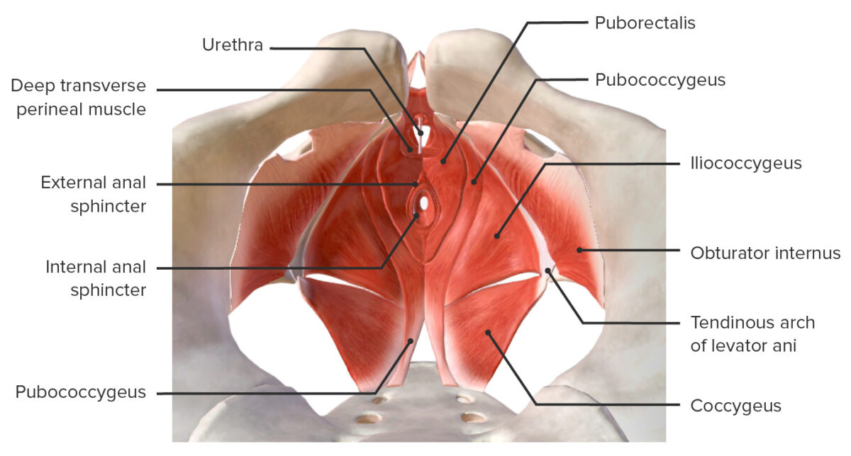 Muscles of the pelvic floor