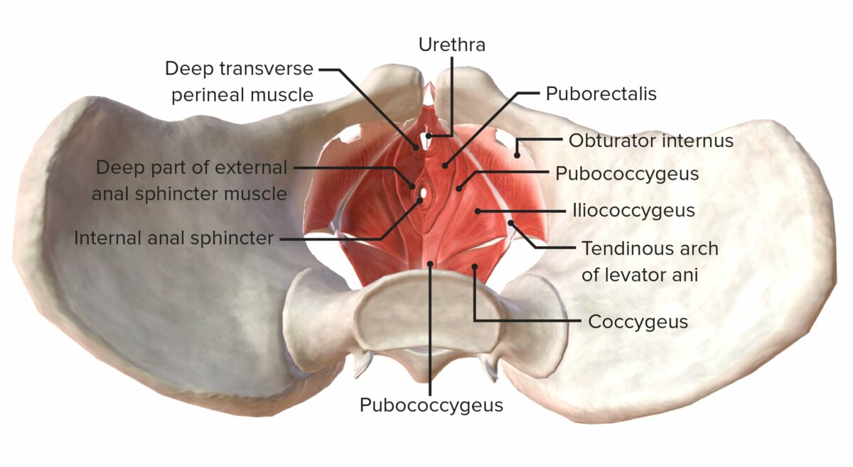 Muscles of the pelvic floor from a superior view