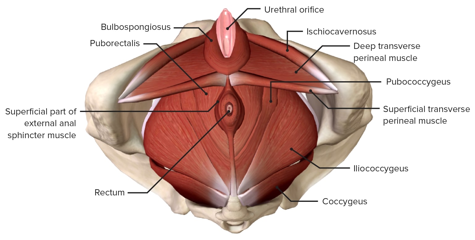 4. Structure of the pelvic diaphragm. The perineal body is formed by