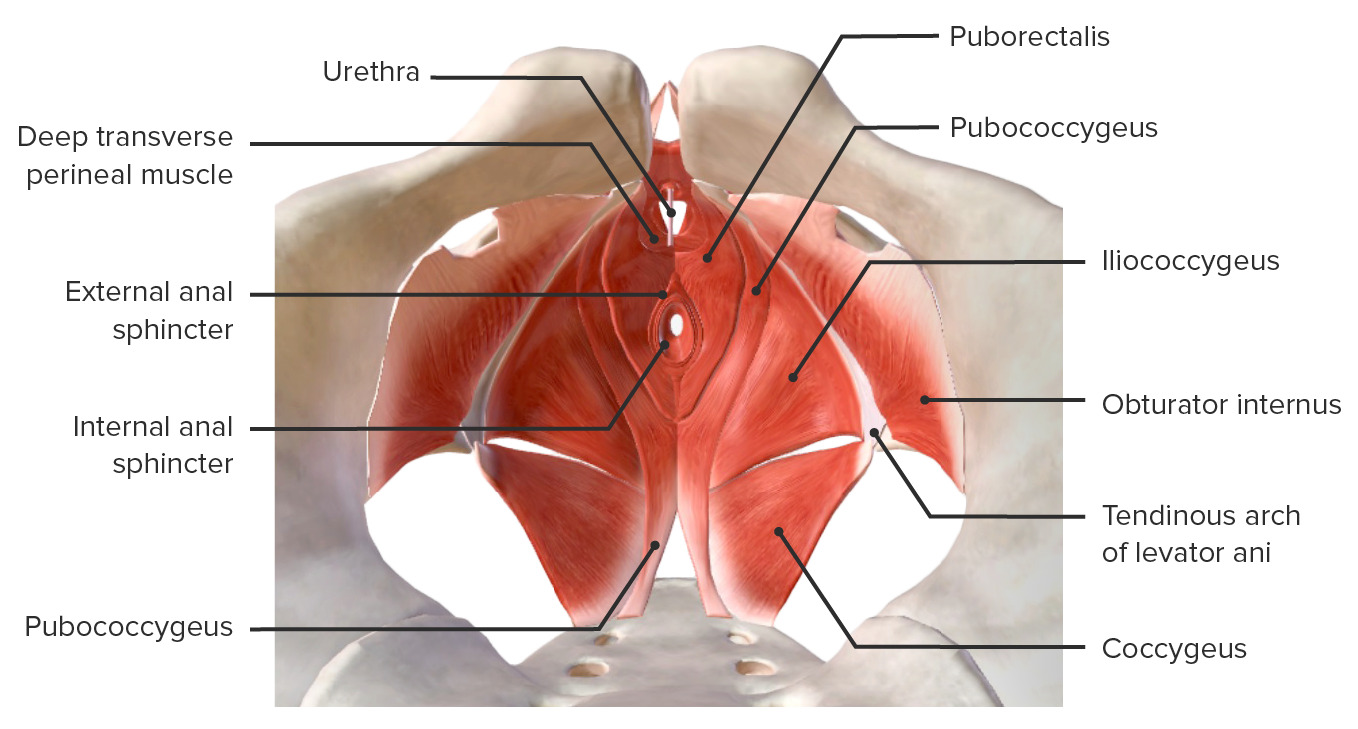 Anatomía del aparato genital femenino - Infogen