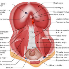Muscles of the posterior abdominal wall