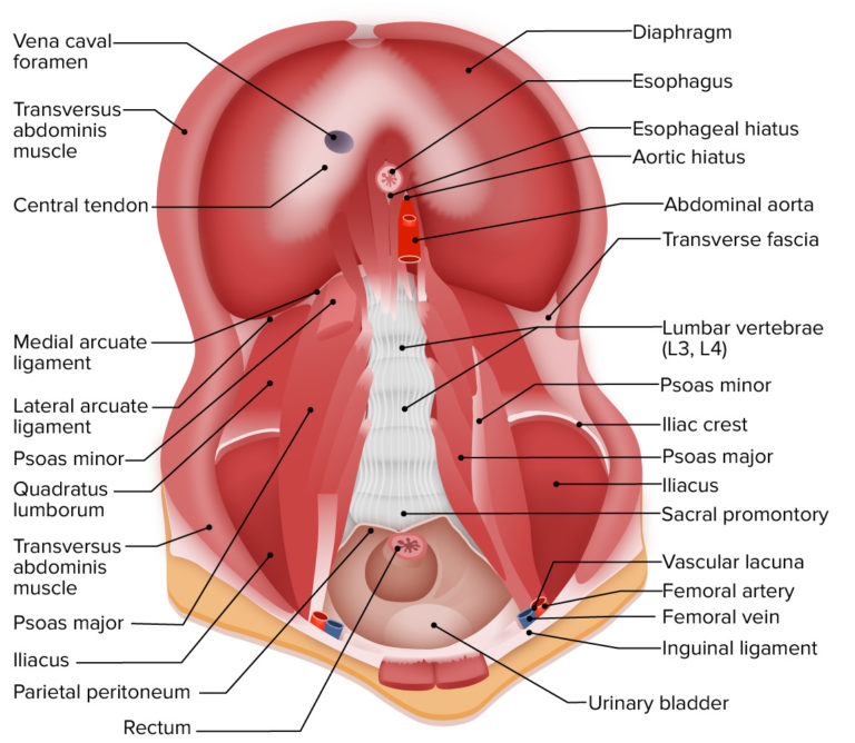 Pared Abdominal Posterior Anatomía Concise Medical Knowledge 6495