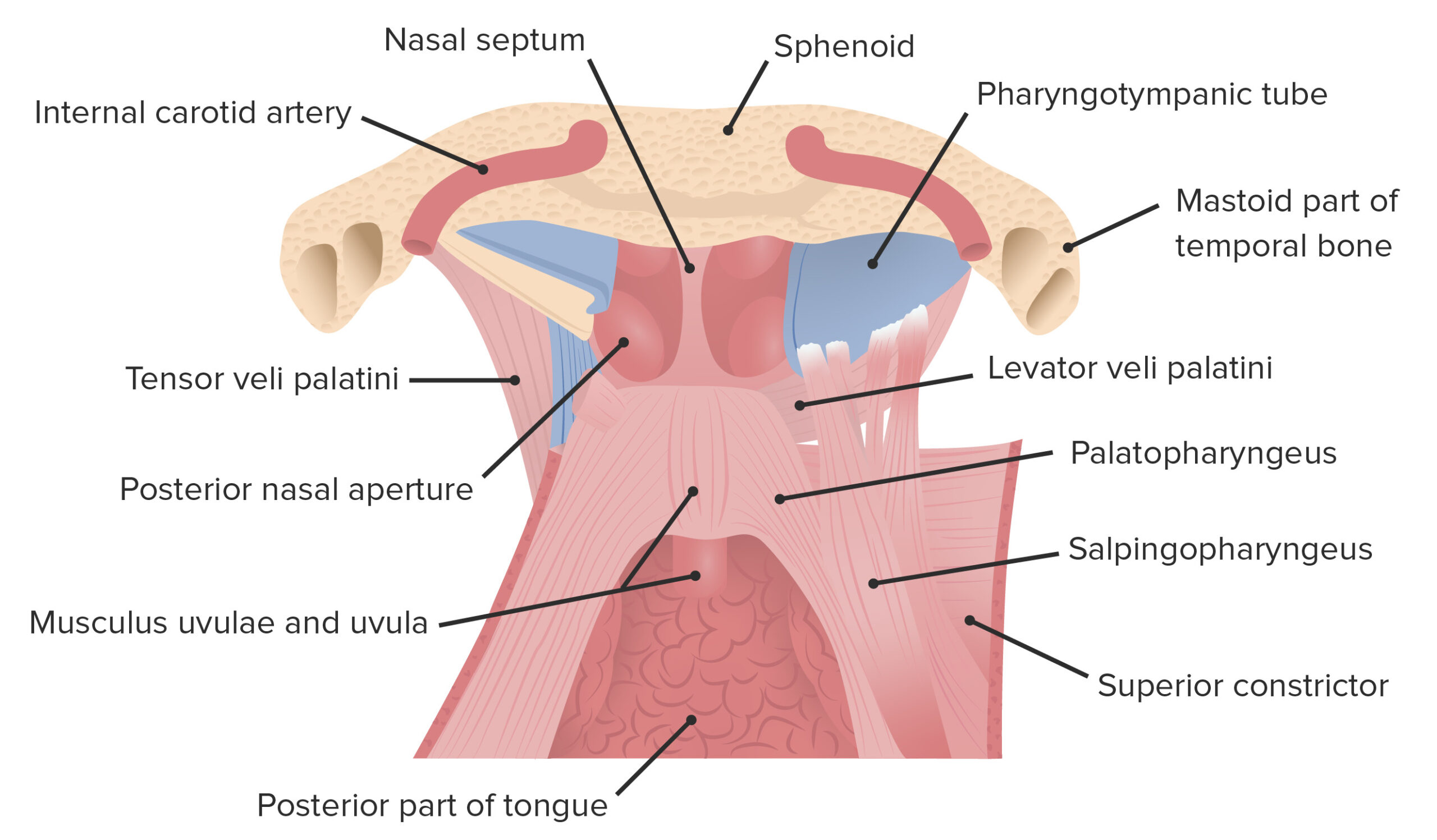 muscles of the soft palate lateral view