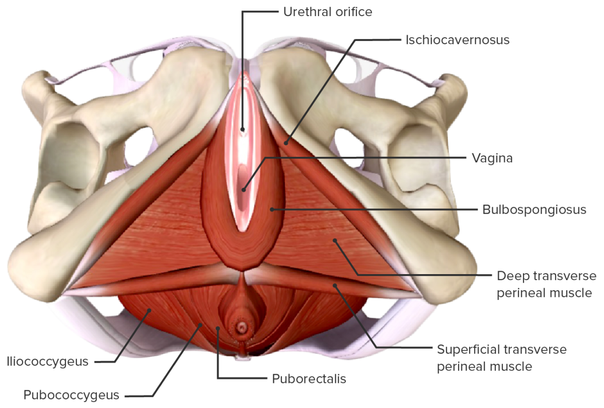 Muscular anatomy of the perineum and pelvic floor, external view
