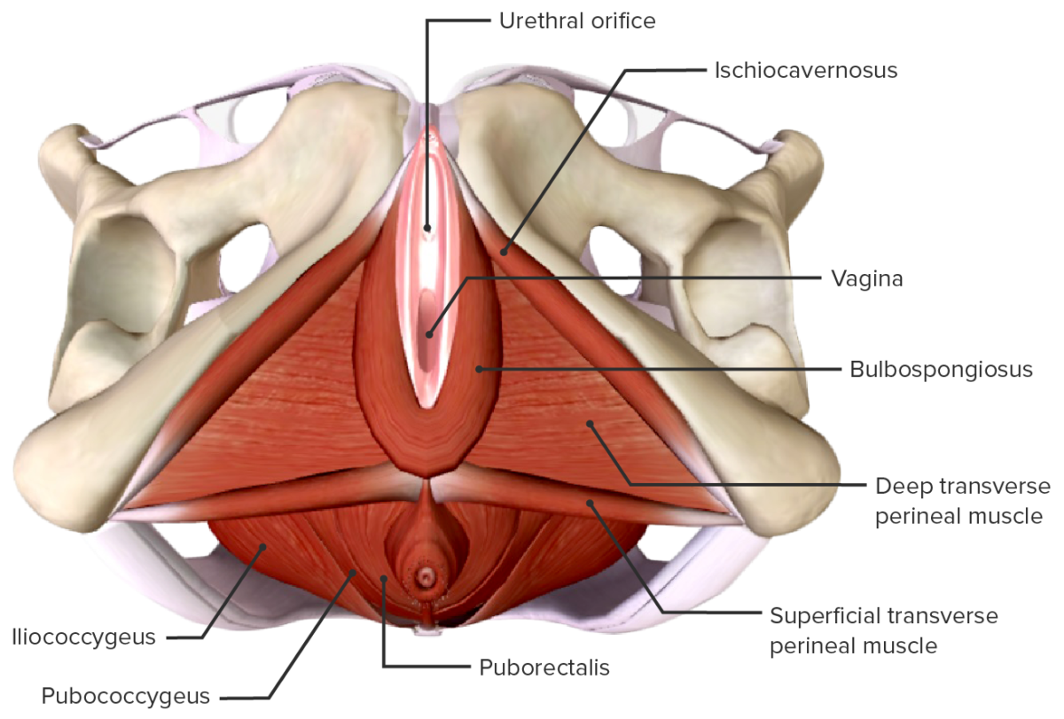 Muscular anatomy of the perineum and pelvic floor external view