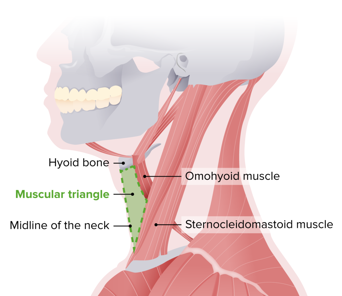 Muscular triangle of the neck