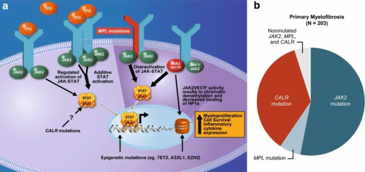 Mutations underlying the pathophysiology of myelofibrosis