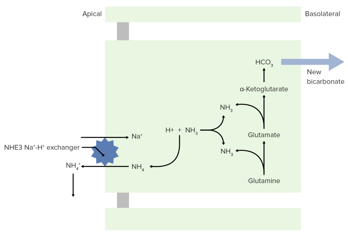 Nh3 and nh4 transport to the lumen for excretion Nh3 and nh4+ transport to the lumen for excretion