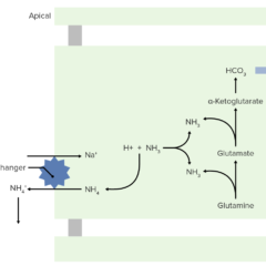 NH3 and NH4+ transport to the lumen for excretion