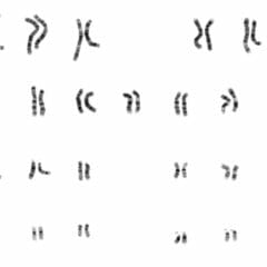 NHGRI human male karyotype