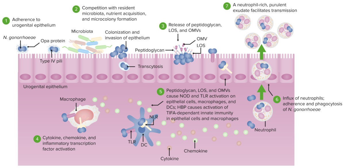 Neisseria gonorrhoeae pathogenesis