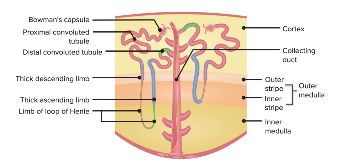 Anatomía de la nefrona