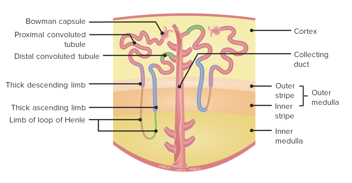 Anatomía de la nefrona