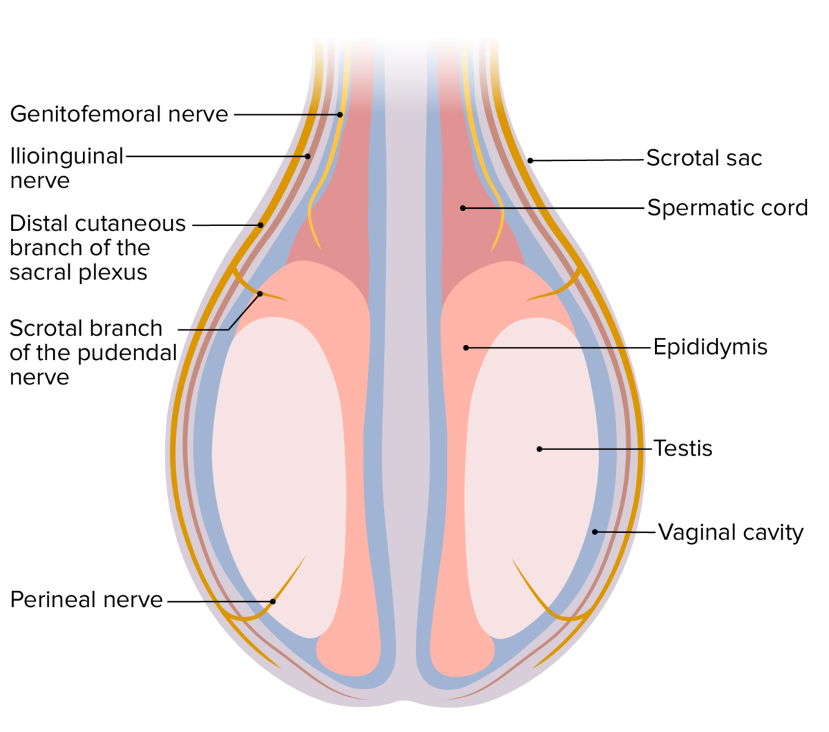 Nerve supply to the testis
