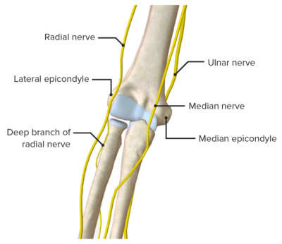 La Articulaci n Del Codo Anatom a video Lecturio Medical
