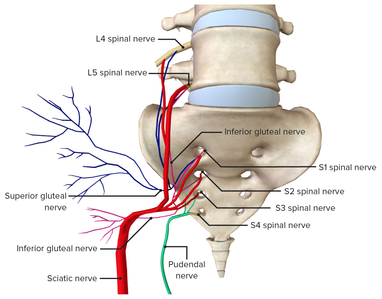 Selva Fisio - Visão anterior dos ossos e ligamentos da cintura