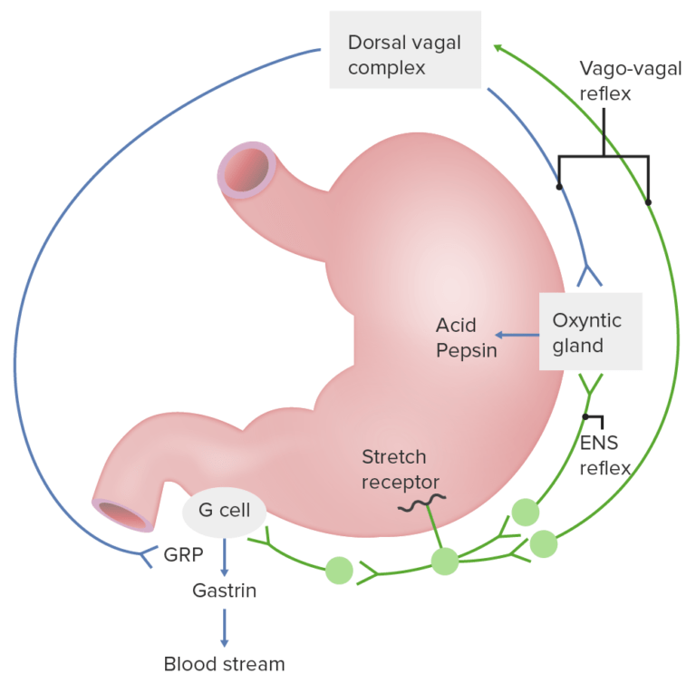 Gastrointestinal Secretions | Concise Medical Knowledge image.