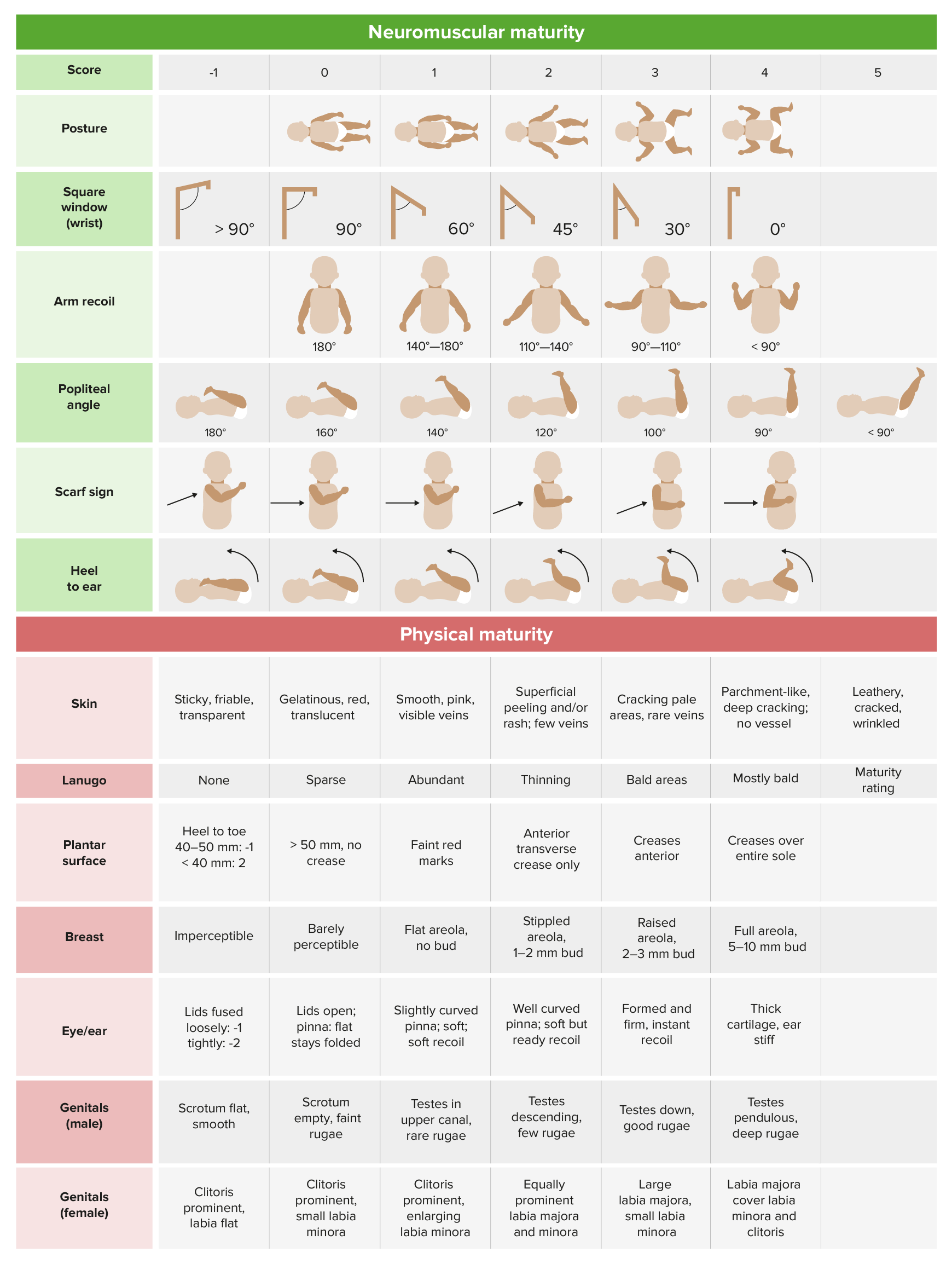 Physical Examination Of The Newborn Concise Medical Knowledge