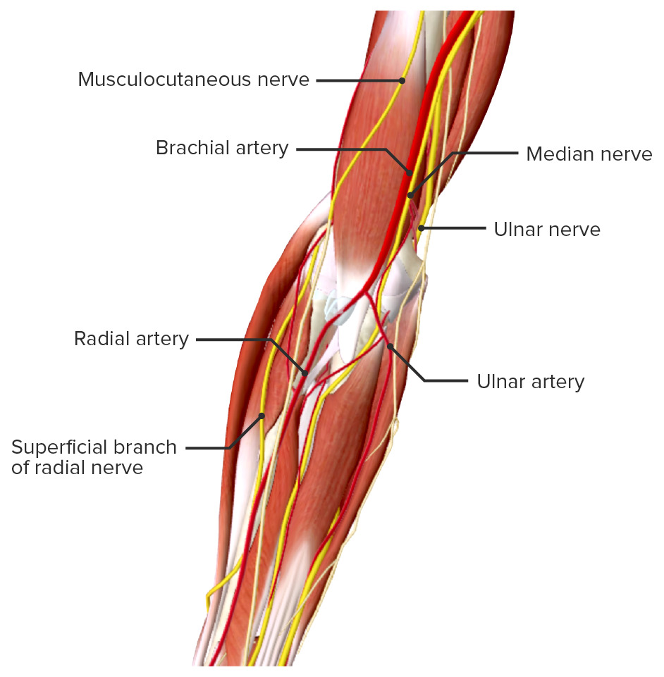 Neurovascular structures around the elbow (1)