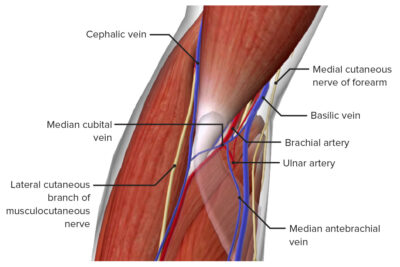 Elbow Joint: Anatomy [+video] - Lecturio Medical