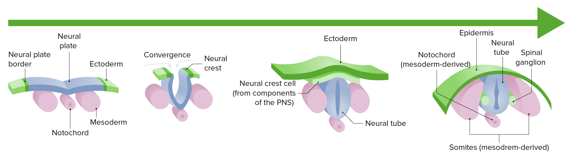 Development Of The Nervous System And Face Concise Medical Knowledge
