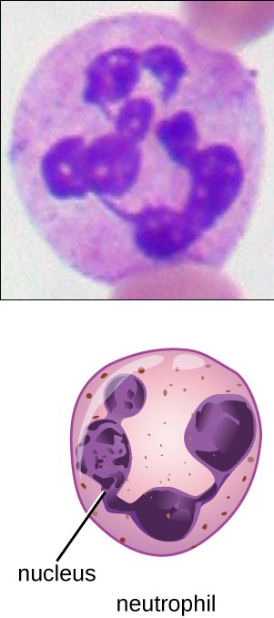 Neutrophil-granulocyte-cells-of-the-innate-immune-system