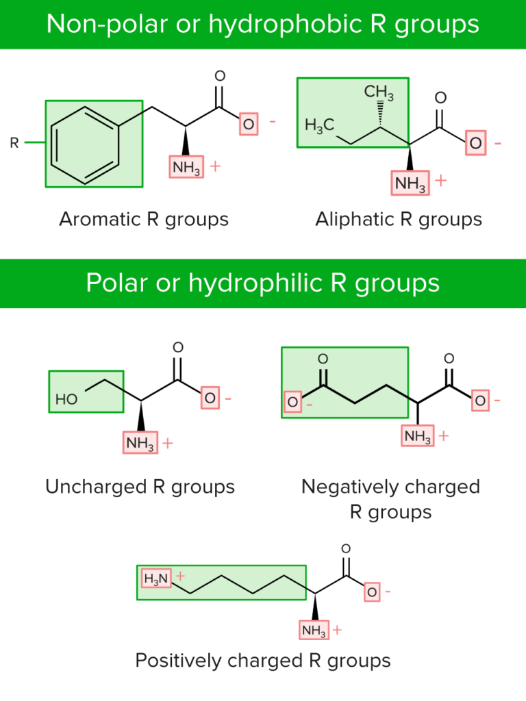 Basics of Amino Acids Concise Medical Knowledge