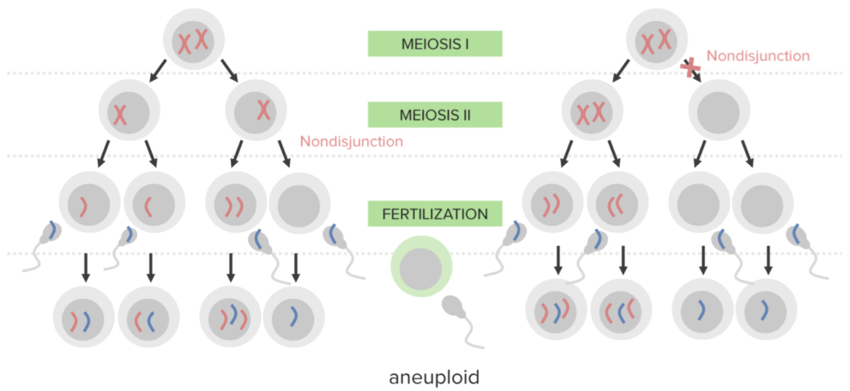 Nondisjunction