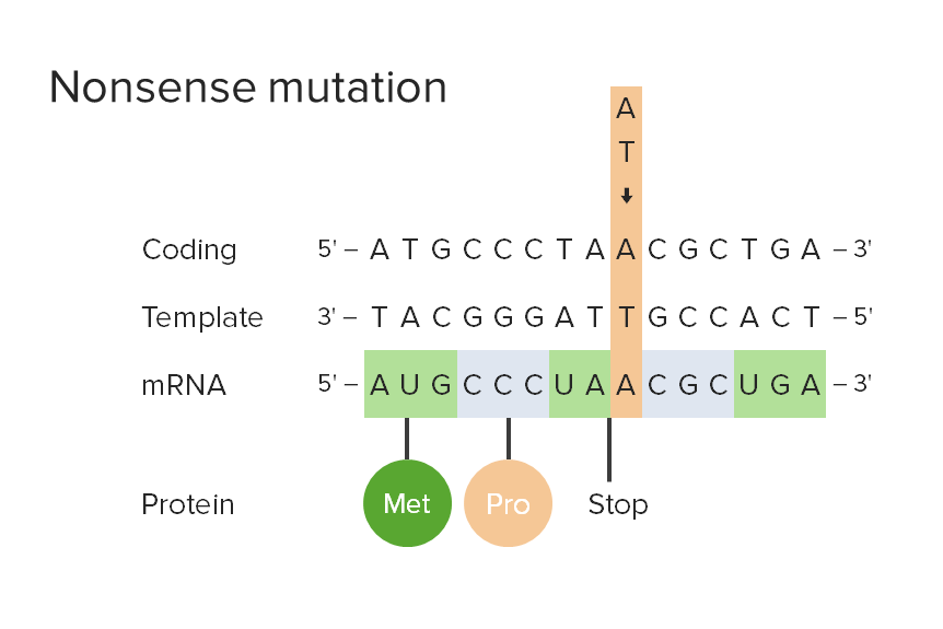 Nonsense mutation