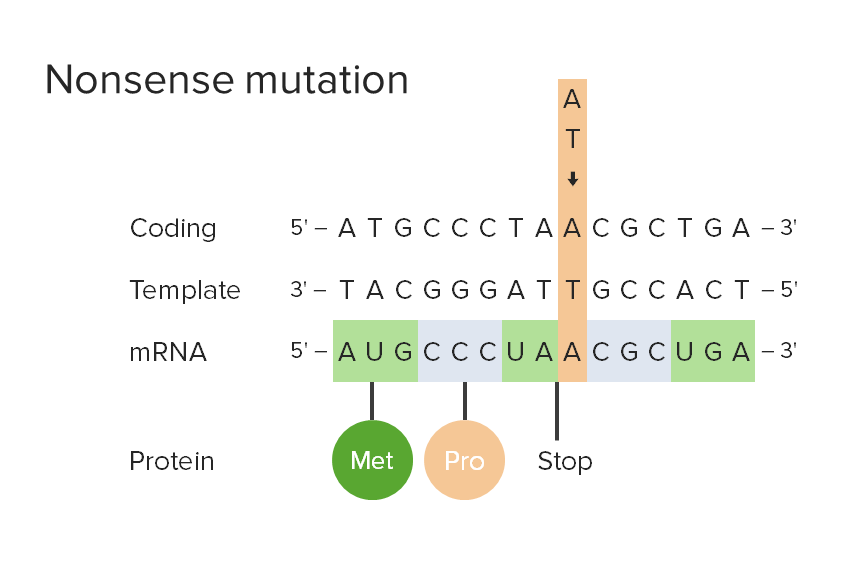 Nonsense mutation - Definition and Examples - Biology Online Dictionary