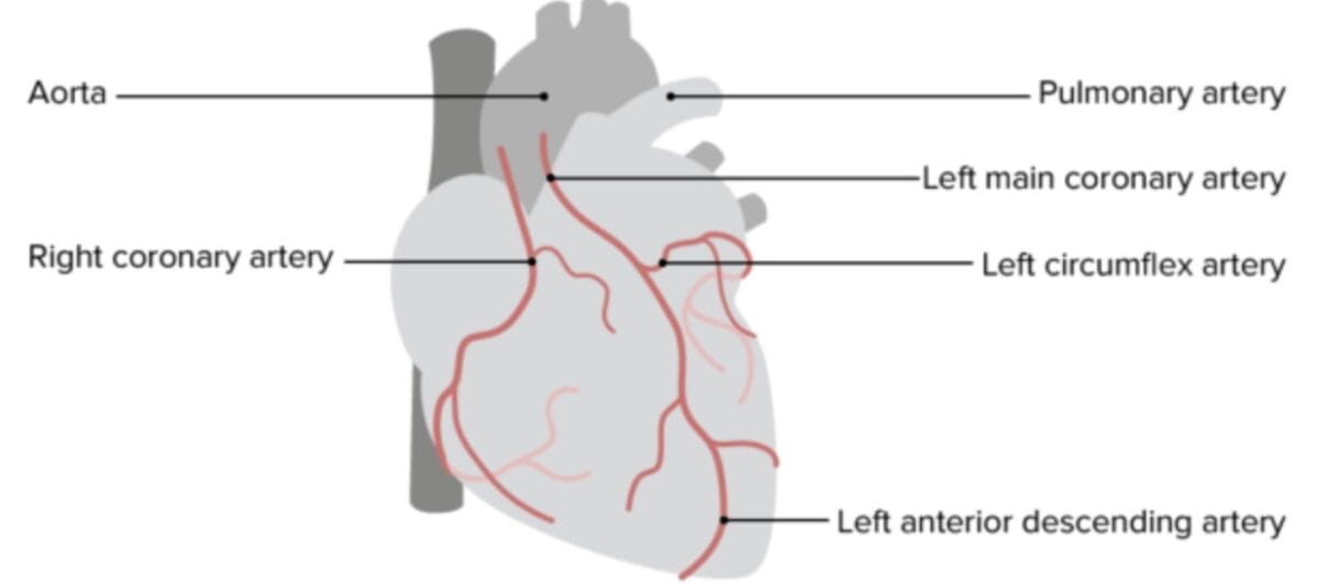 Normal coronary circulation