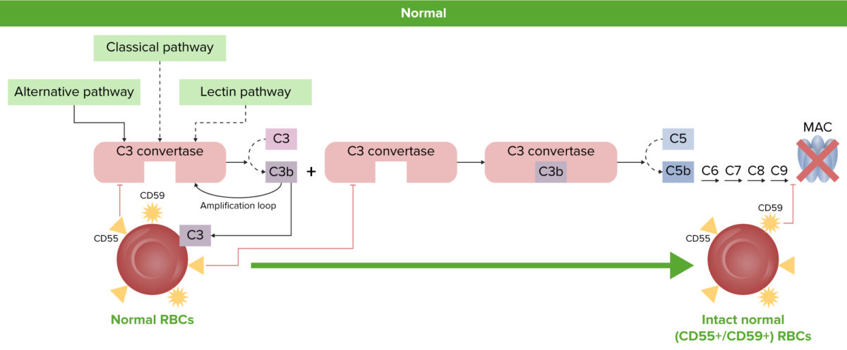 Normal rbc physiology