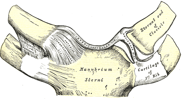 Visão anterior normal da articulação esternoclavicular