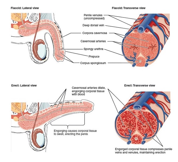 Erectile Dysfunction Concise Medical Knowledge